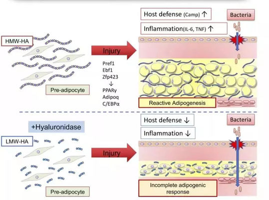 Nhấm xăng chai dung dịch lipolytic để đốt cháy chất béo